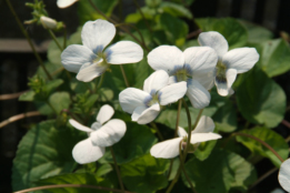 Viola sororia 'Albiflora' bestellen